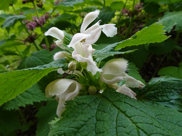Яснотка Орвала разн. серая - Lamium orvala var. lividum