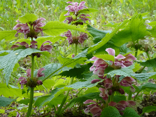 Яснотка Орвала - Lamium orvala