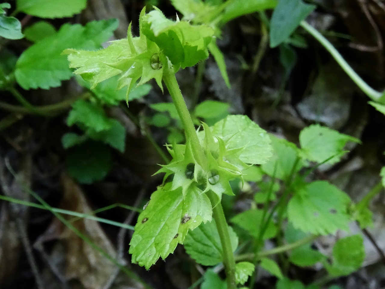 DSC00580