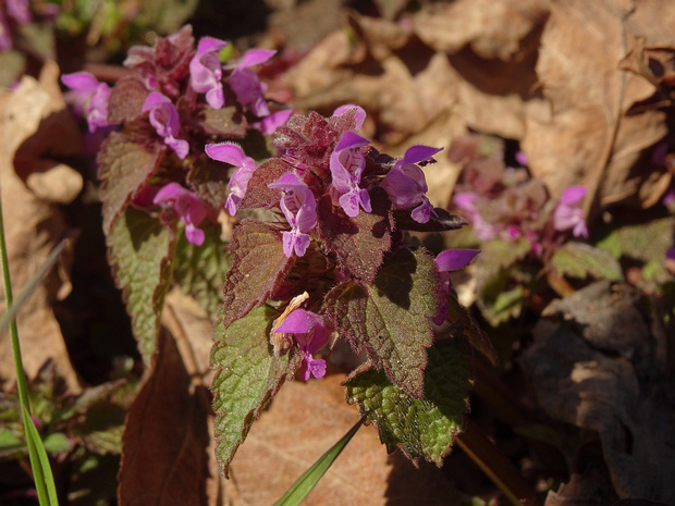 Яснотка пурпурная - Lamium purpureum