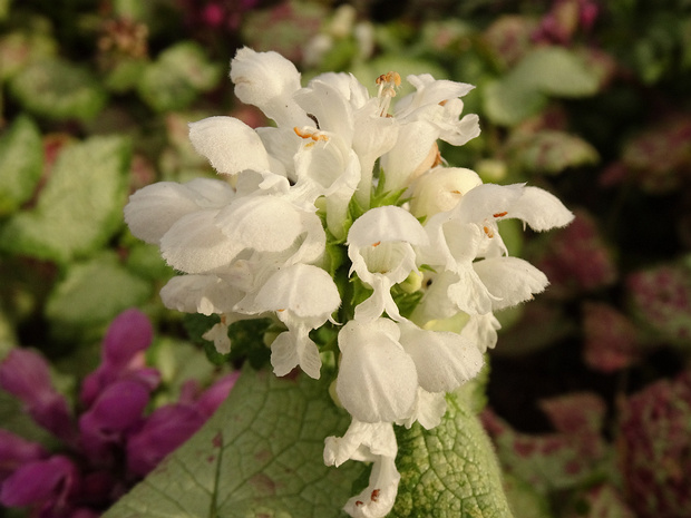 Яснотка пятнистая 'Сиреневый Дракон' белая форма - Lamium maculatum 'Purple Dragon' f. alba