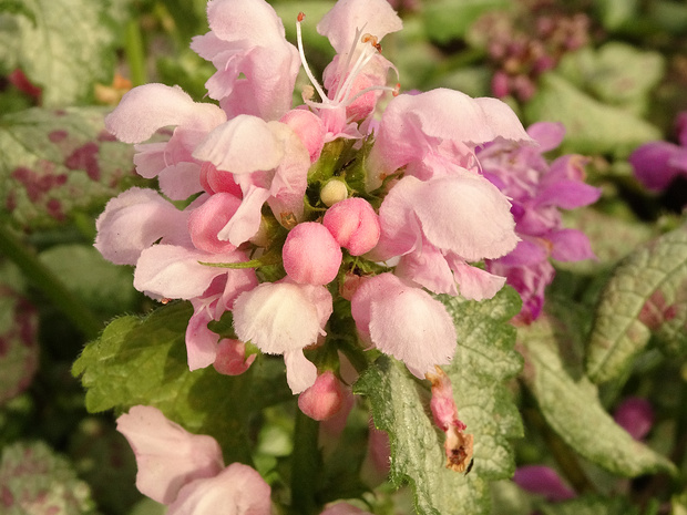 Яснотка пятнистая 'Сиреневый Дракон' розовая форма - Lamium maculatum 'Purple Dragon' f. rosea