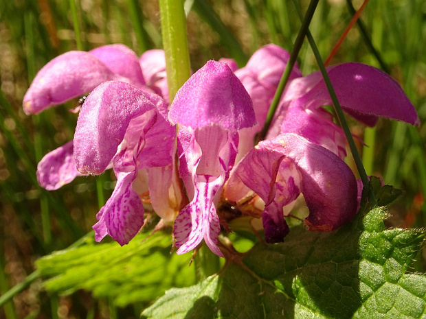 Яснотка пятнистая - Lamium maculatum