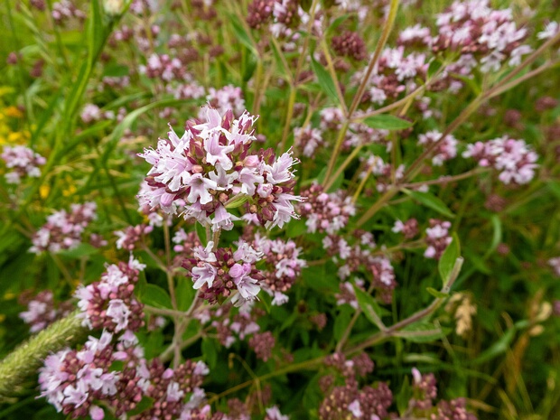 Душица обыкновенная - Origanum vulgare