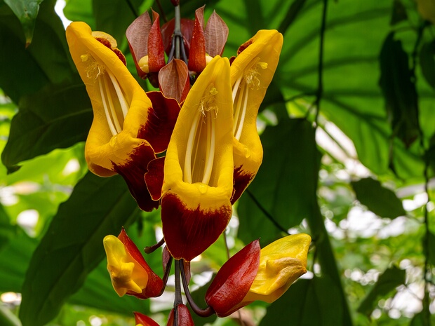 Акантовые - Acanthaceae Acanthaceae is a family (the acanthus family) of dicotyledonous flowering plants containing almost 250 genera and about...