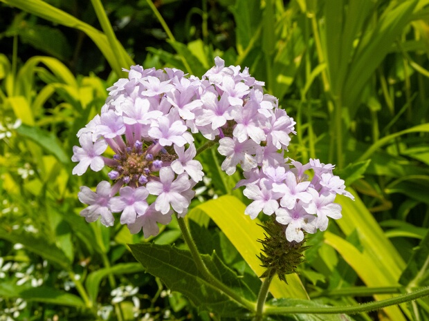 Вербеновые - Verbenaceae The Verbenaceae are a family, commonly known as the verbena family or vervain family, of mainly tropical flowering...