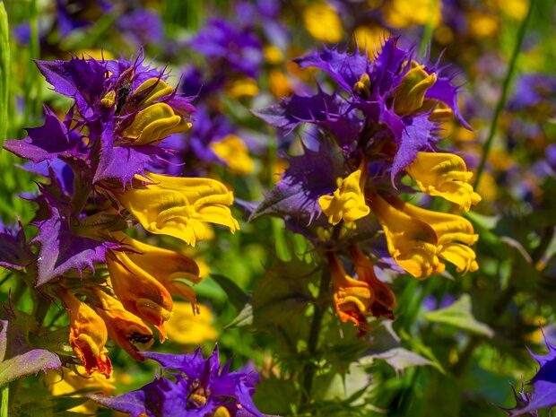 Заразиховые - Orobanchaceae Orobanchaceae, the broomrapes, is a family of parasitic plants of the order Lamiales, with about 90 genera and more than...