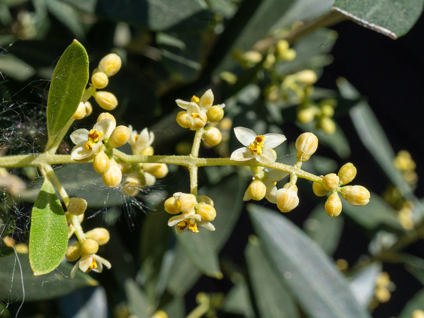 Маслинные - Oleaceae The Oleaceae are a family of flowering plants in the order Lamiales. It presently comprises 26 genera, one of which is...