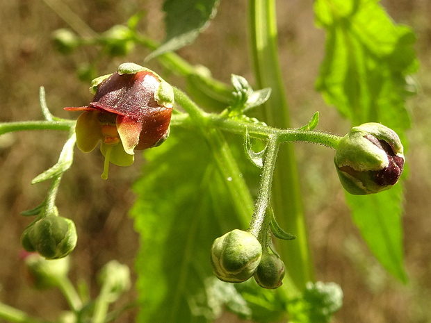 Норичниковые - Scrophulariaceae The Scrophulariaceae is a family of flowering plants, commonly known as the figwort family. The plants are annual and...