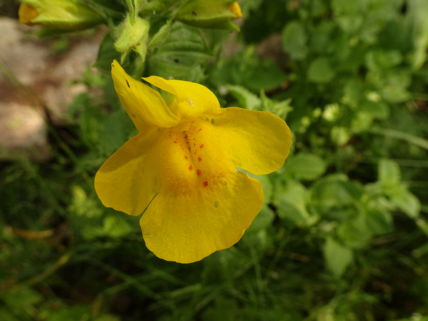 Фримовые - Phrymaceae Phrymaceae, also known as the lopseed family, is a small family of flowering plants in the order Lamiales. It has a...