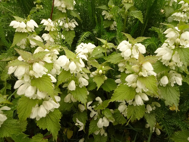 Яснотковые - Lamiaceae Lamiaceae or Labiatae is a family of flowering plants commonly known as the mint or deadnettle family. Many of the...