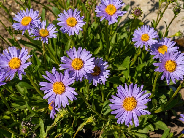 Астроцветные - Asterales Asterales is an order of dicotyledonous flowering plants that includes the large family Asteraceae (or Compositae) known...