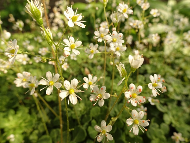 Камнеломкоцветные - Saxifragales The Saxifragales are an order of flowering plants. Their closest relatives are a large eudicot group known as the rosids...