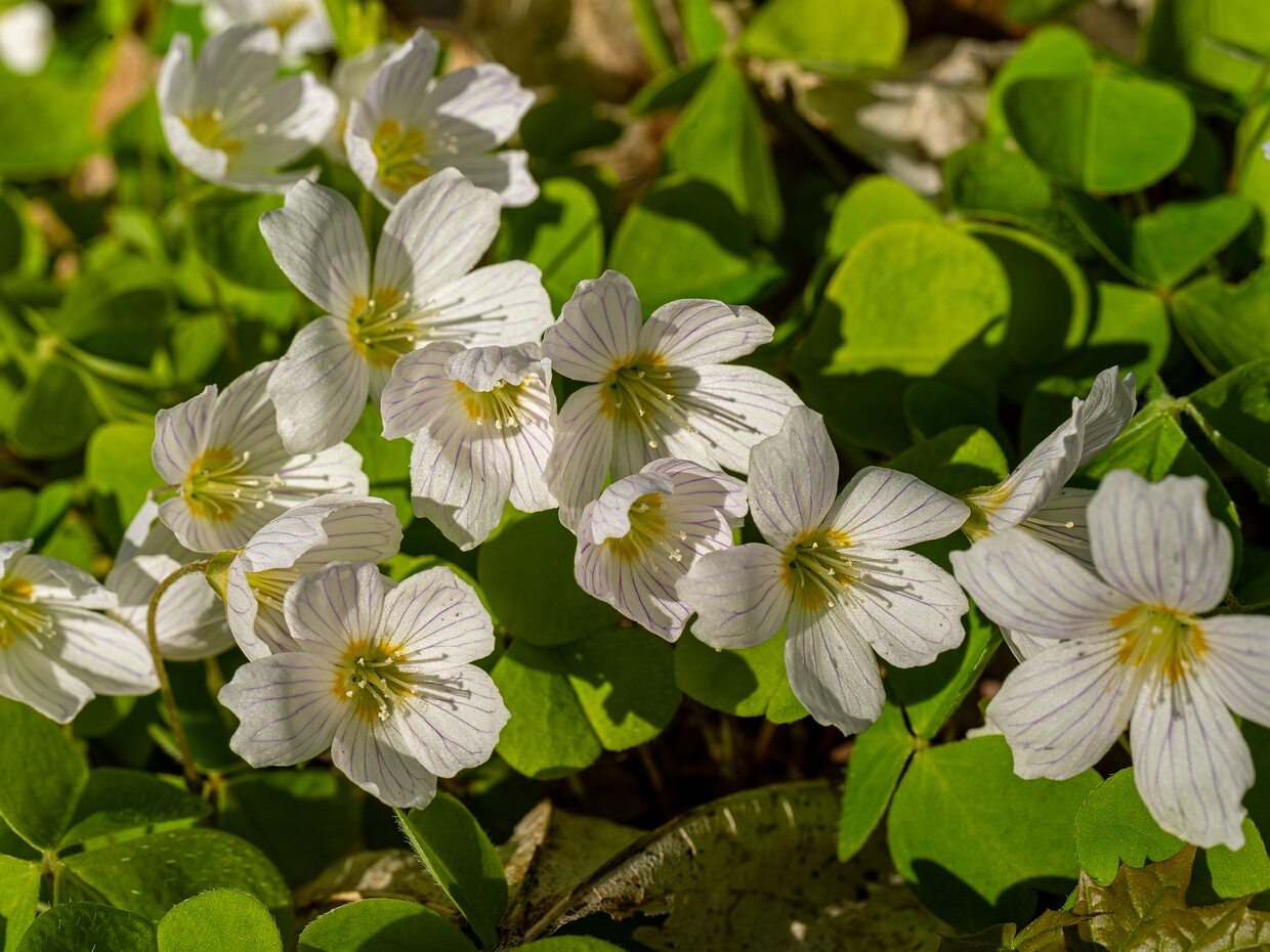 Кисличноцветные - Oxalidales The Oxalidales is an order of flowering plants, included within the rosid subgroup of eudicots. Compound leaves are...