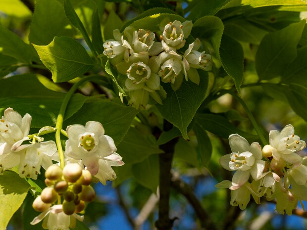 Кроссосомоцветные - Crossosomatales Staphyleaceae is a small family of flowering plants in the order Crossosomatales, native to the Northern Hemisphere and...