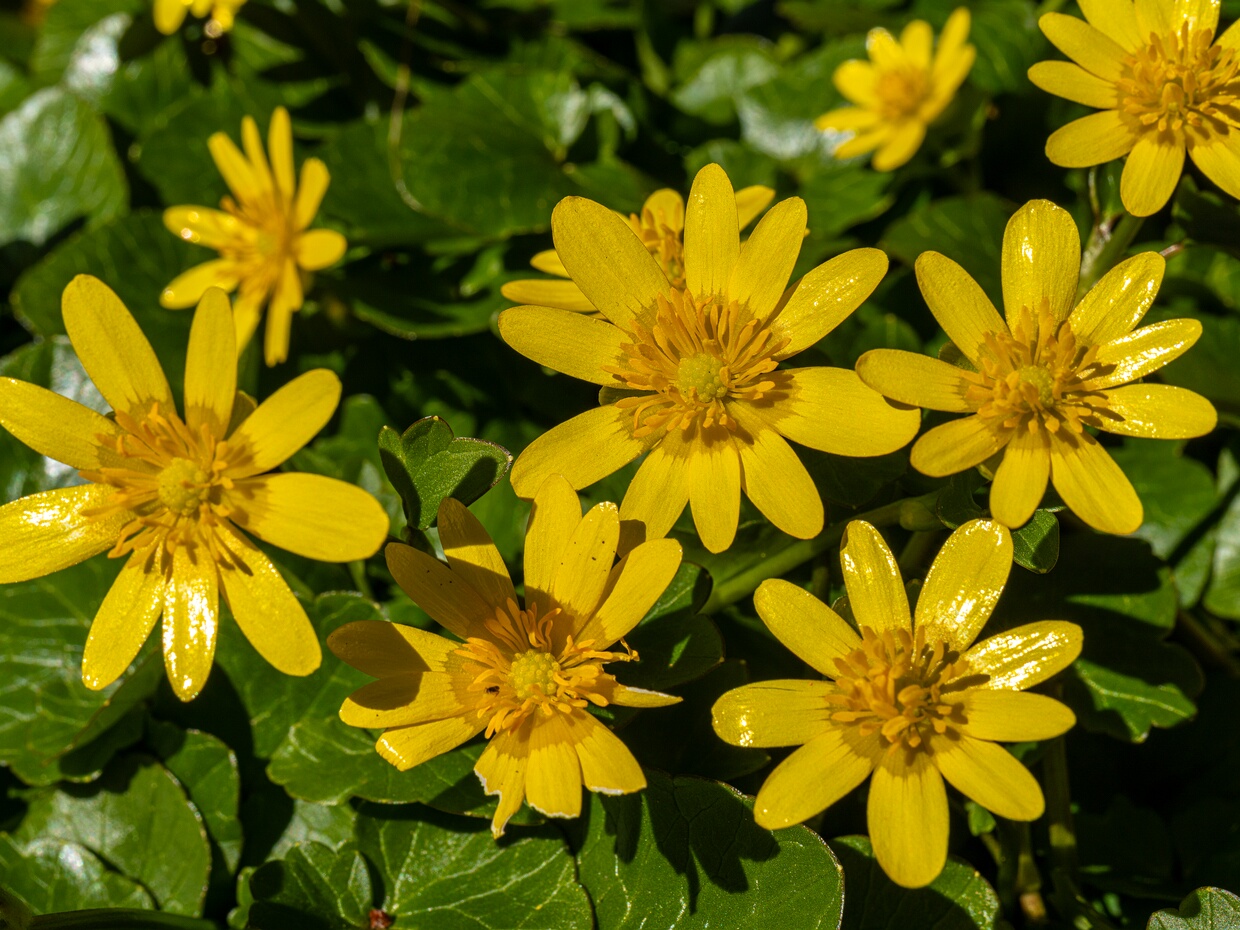 Лютикоцветные - Ranunculales Ranunculales is an order of flowering plants. Of necessity it contains the family Ranunculaceae, the buttercup family,...
