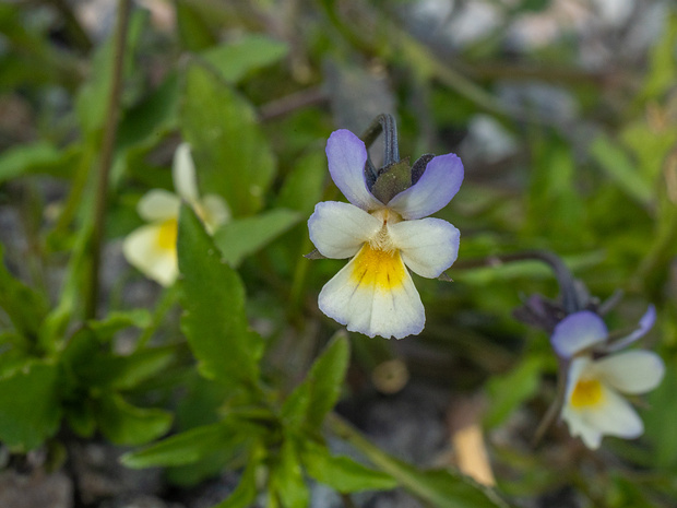 Мальпигиецветные - Malpighiales The Malpighiales comprise one of the largest orders of flowering plants, containing about 16,000 species, about 7.8% of...