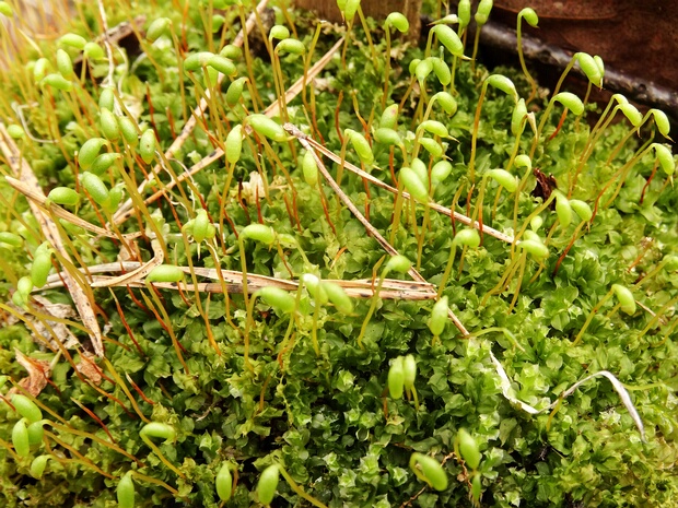 Бриум волосовидный - Bryum capillare