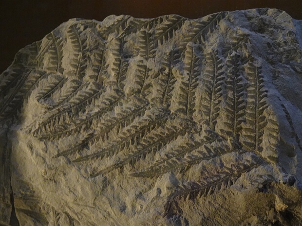 †Пекоптерис перистый - †Pecopteris plumosa