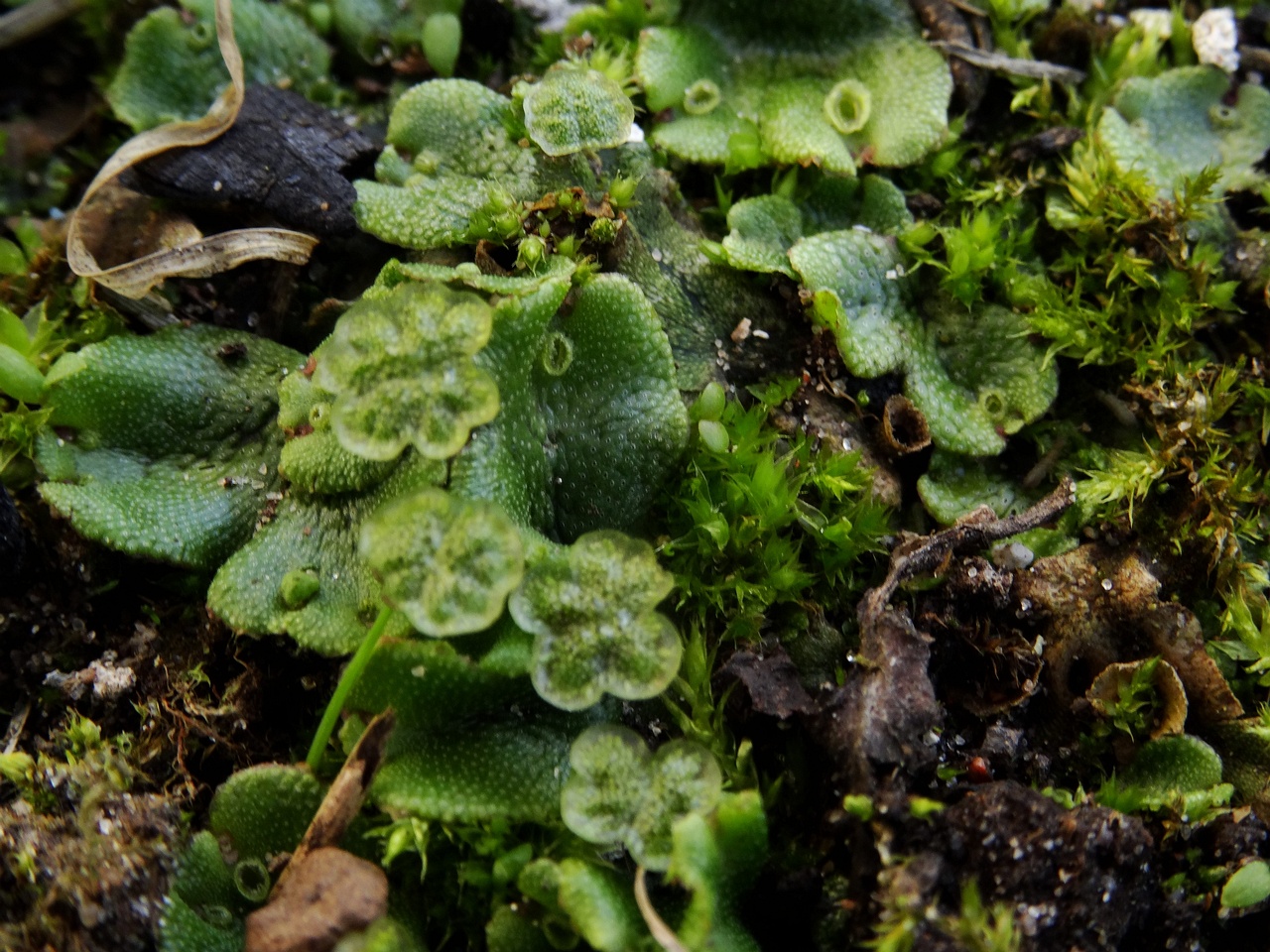 DSC09598