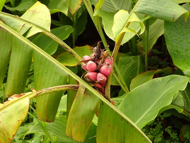 Банан бархатный - Musa velutina