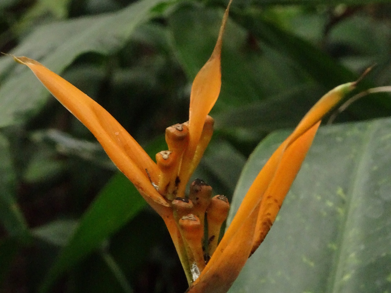 DSC04466