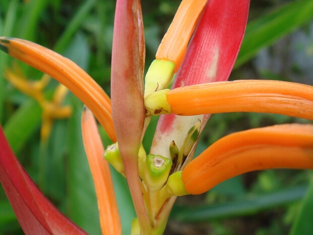 Геликония попугайная - Heliconia psittacorum