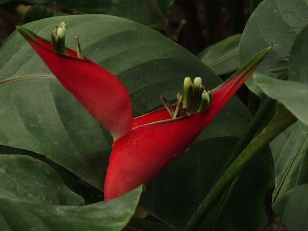 Геликония прямая - Heliconia stricta