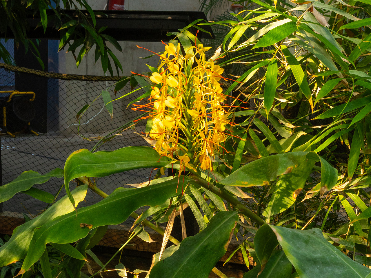 hedychium-gardnerianum_1-1