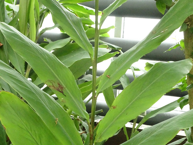 Кардамон настоящий - Elettaria cardamomum