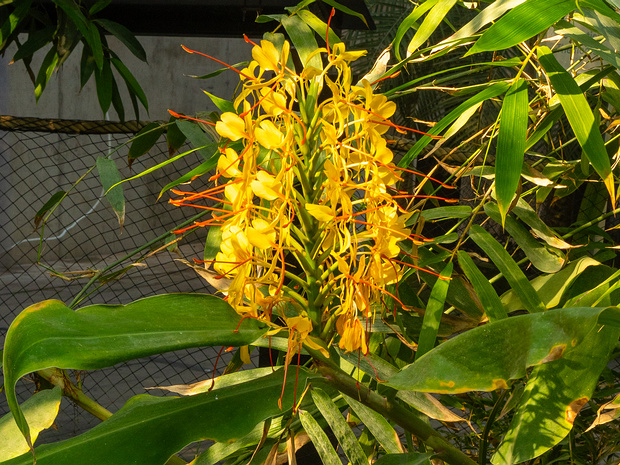 Имбирные - Zingiberaceae