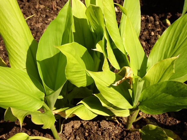 Куркума длинная - Curcuma longa