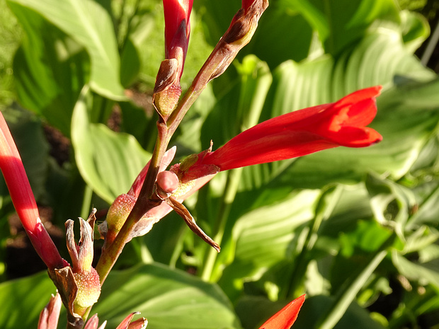 Канновые - Cannaceae