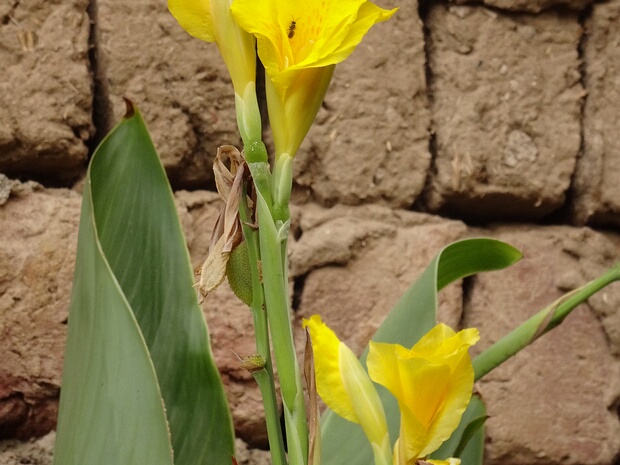 Канна повислая - Canna flaccida