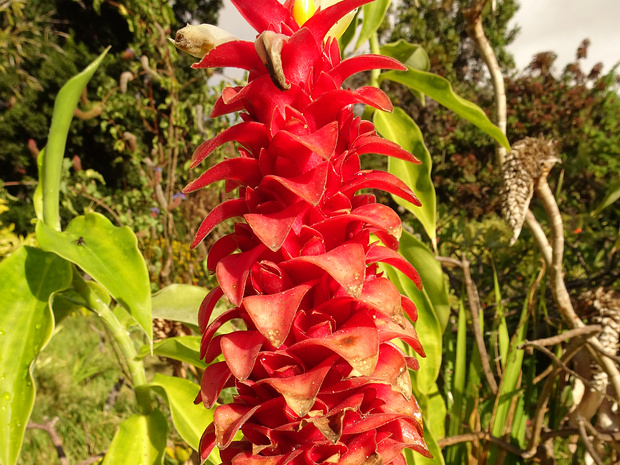 Костус прекрасный - Costus barbatus