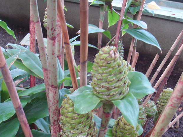 Хейлокостус прелестный - Cheilocostus speciosus