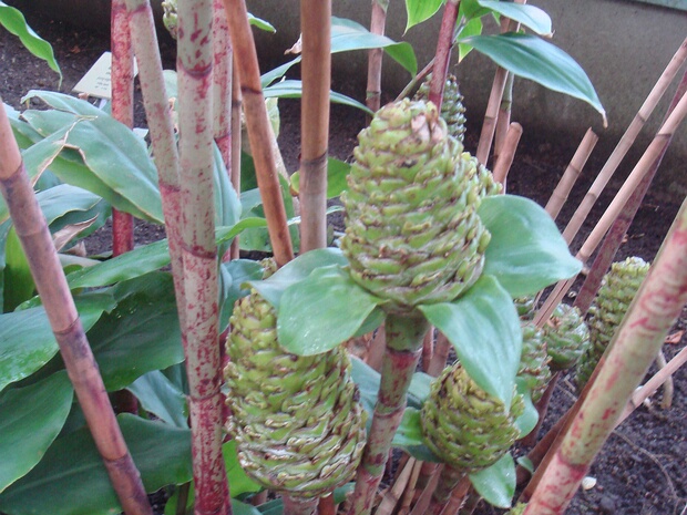 Хейлокостус прелестный - Cheilocostus speciosus