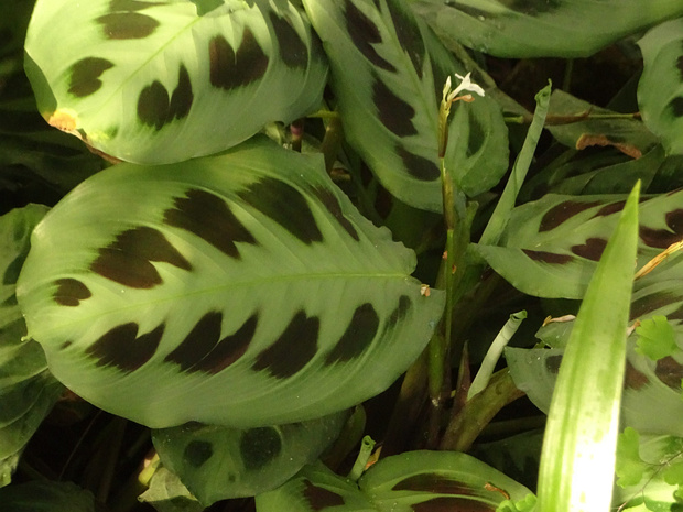 Маранта беложильчатая - Maranta leuconeura