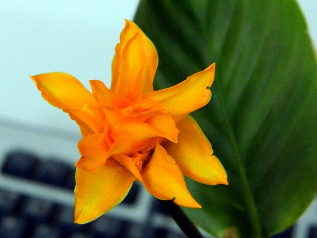 Калатея шафранная - Calathea crocata