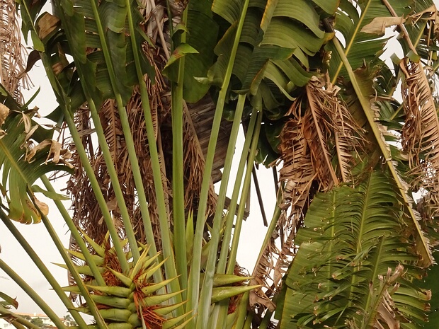 Равенала мадагаскарская - Ravenala madagascariensis