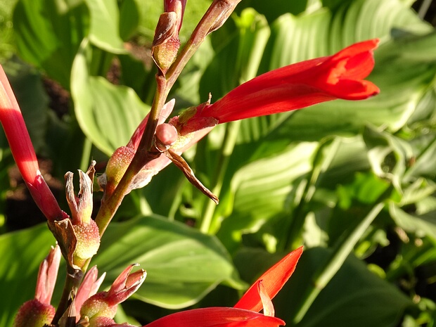 Канновые - Cannaceae Canna (or canna lily, although not a true lily) is a genus of 10 species of flowering plants. The closest living...