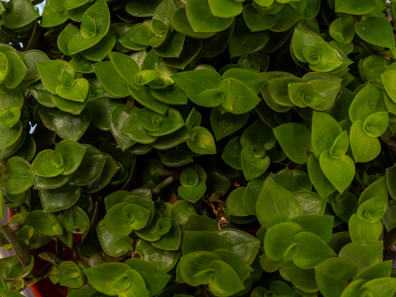 Callisia repens _2025-04-12_1-1
