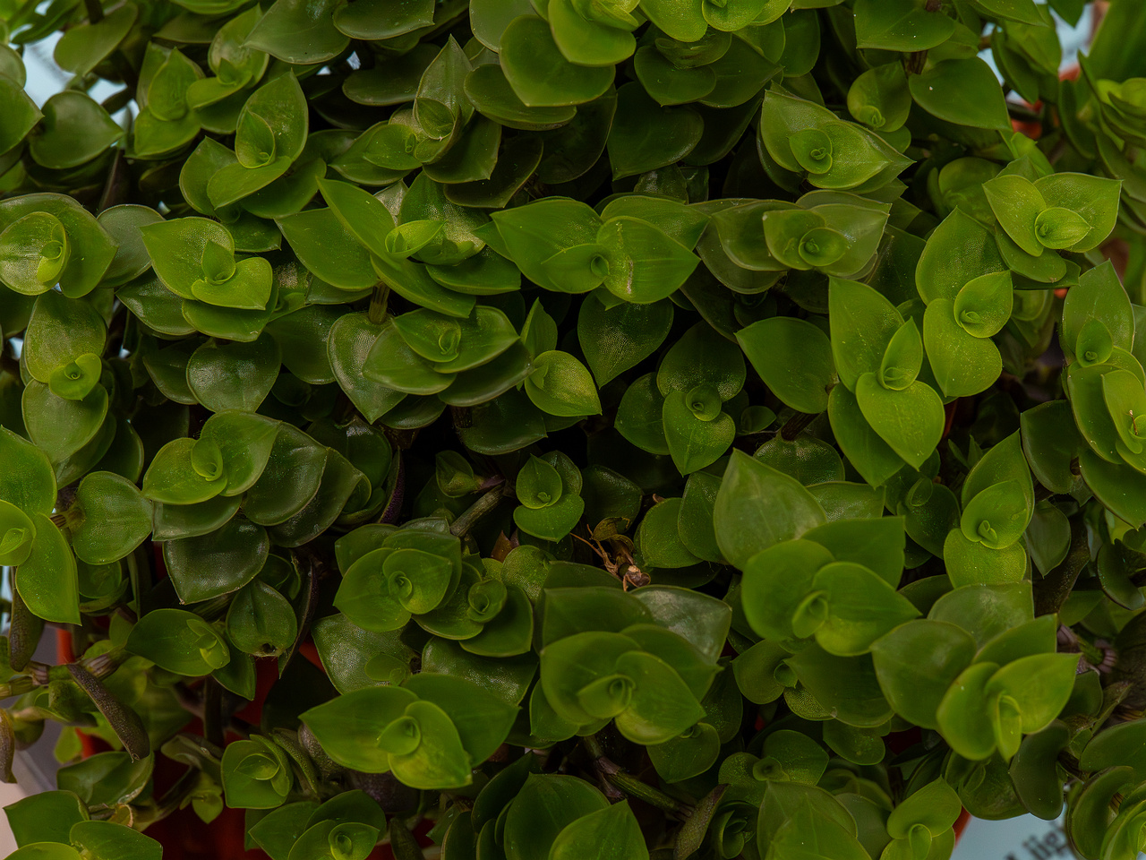 Callisia repens _2025-04-12_1-3