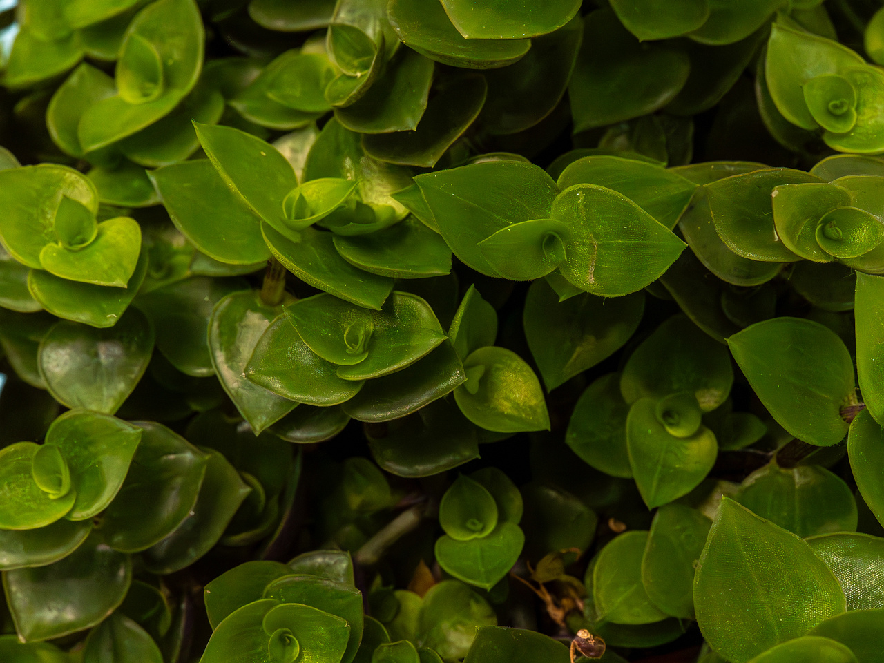 Callisia repens _2025-04-12_1-4