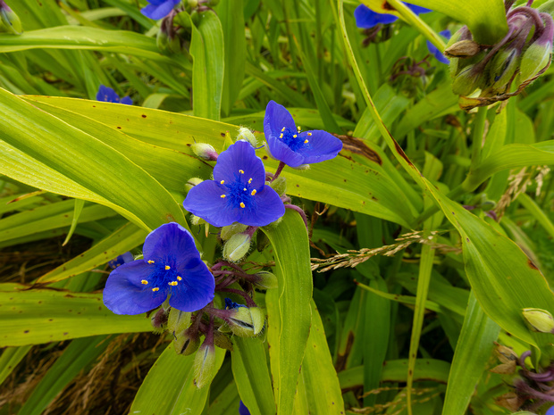 Коммелиновые - Commelinaceae