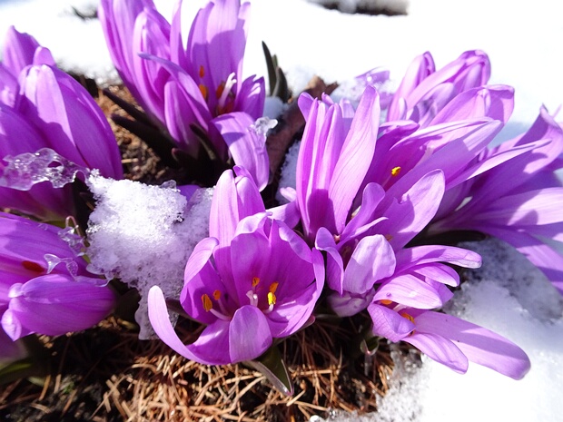 Безвременник степной - Colchicum bulbocodium