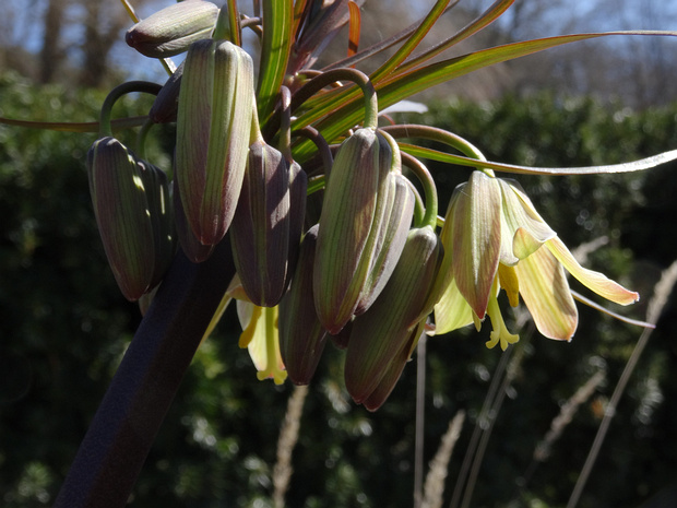 Рябчик Радда - Fritillaria raddeana