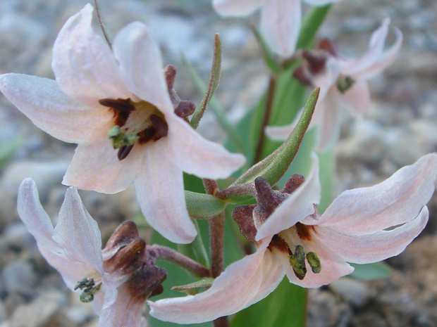 Рябчик Стенантера - Fritillaria stenanthera