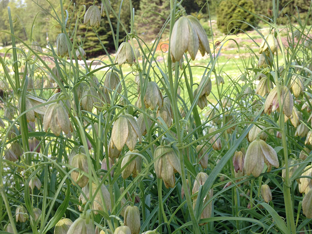 Рябчик Эдуарда - Fritillaria Eduardii
