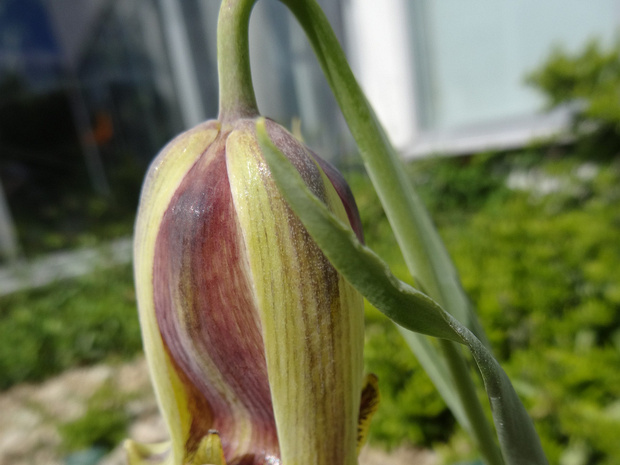 Рябчик битуника - Fritillaria bithynica